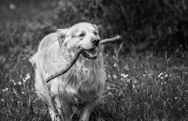 Lovely moments of my beloved dog named Prince