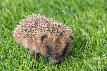 closeup of baby hedgehog on fresh lawn