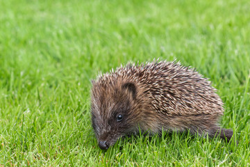 baby hedgehog searching for food on grass lawn