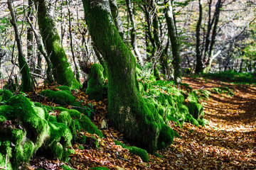 Fototapeta premium Beautiful green moss in autumnal forest, sun and shadows, natural concept
