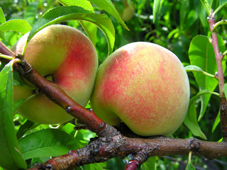 close-up of the peach branch  in the garden in sunny day