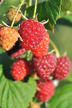 close-up of  raspberry branch  in the garden