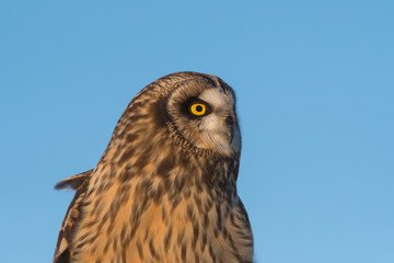 Portrait of short eared owl