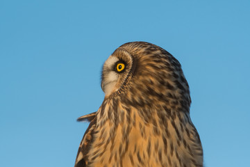Portrait of short eared owl