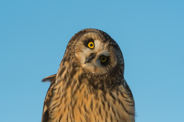 Portrait of short eared owl