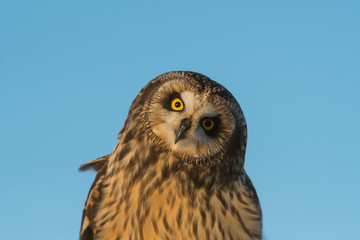 Portrait of short eared owl