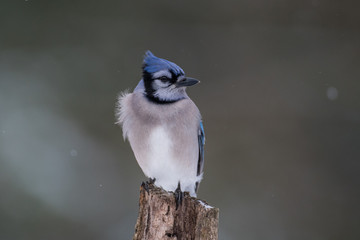 Blue jay in winter