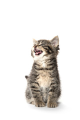 Obraz premium Cute tabby kitten on white