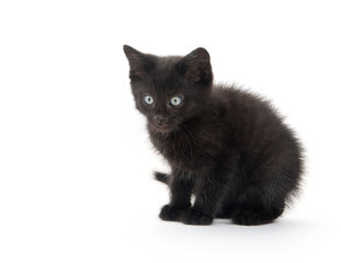 Black kitten playing