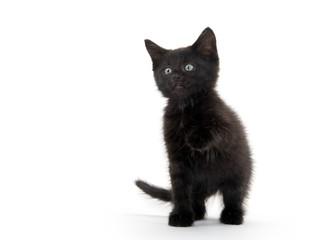 Black kitten playing
