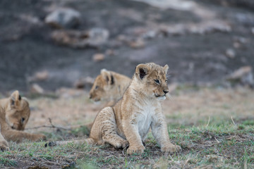 Fototapeta na wymiar African lion cubs