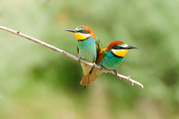 Two bee-eater sit side by side, a sweet couple looks like a heart for Valentine's Day.