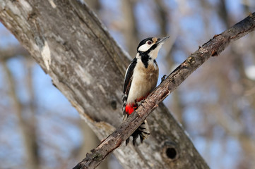 The great spotted woodpecker sitting on the branch against the background of a dry tree.