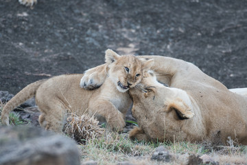 Lioness and its cub