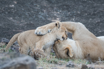 Lioness and its cub