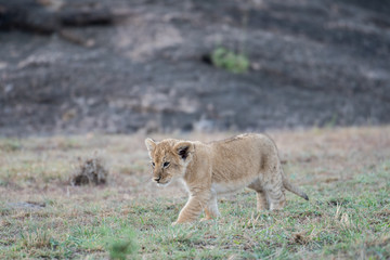 Lion cub in Masai Mara