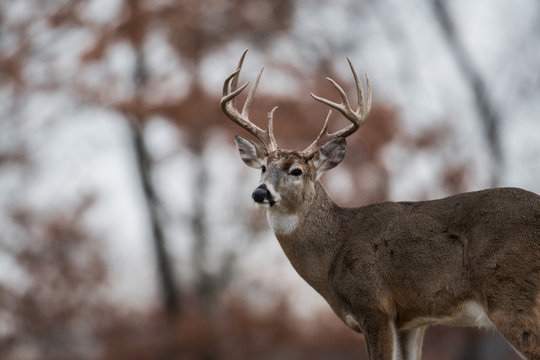 Fototapeta Whitetailed deer buck