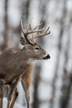 Fototapeta Whitetailed deer buck