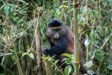Golden monkey in Volcanoes National Park