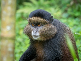 Portrait of golden monkey