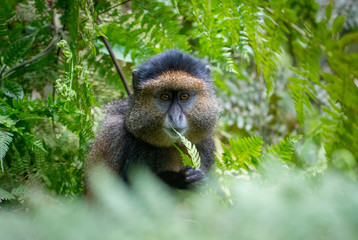Portrait of golden monkey