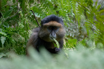 Portrait of golden monkey