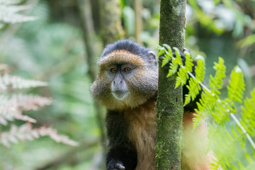 Fototapeta premium Golden monkey in Rwanda