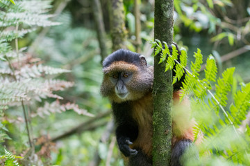 Golden monkey in Rwanda
