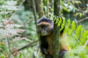 Fototapeta premium Golden monkey in Rwanda