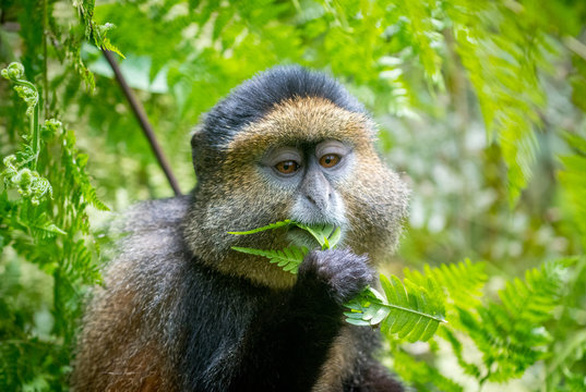 Portrait of golden monkey