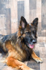 Long Coat German Shepherd dog on wood background