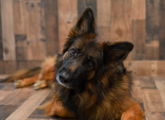 Long Coat German Shepherd dog on wood background