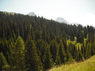 bosco alpino