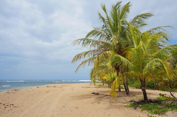 Sandy beach with coconut trees on the Caribbean coast of Costa Rica, Puerto Viejo de Talamanca, Central America