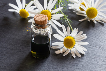 A bottle of chamomile essential oil with chamomile flowers in the background