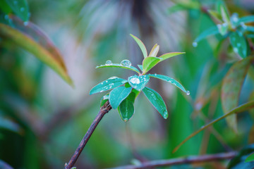 Green wild plant