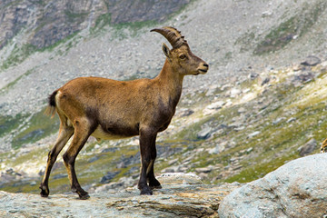 Bouquetin des alpes