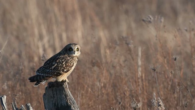 Short Eared Owl perched on a branch in rural Indiana 