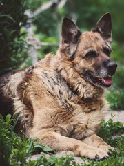 Портрет старой Немецкой овчарки