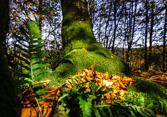 Fototapeta premium Beautiful green moss in autumnal forest, sun and shadows, natural concept