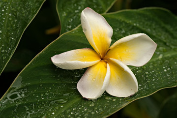 Fototapeta na wymiar Flor frangipani