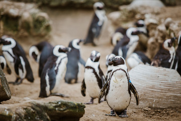 Obraz premium A Black Footed Penguin in a zoo staring at the camera with other penguins in the background