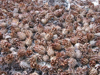 cones of pine