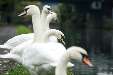 Swans along the Grand Union Canal, London, UK