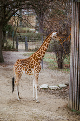 kordofan giraffe eats leaves from a branch tied to a pillar rope