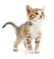 Kitten on white background.
