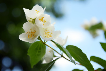 Białe kwiaty jaśminu. Jaśminowiec wonny. Krzew. - obrazy, fototapety, plakaty