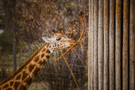 kordofan giraffe eats leaves from a branch tied to a pillar rope