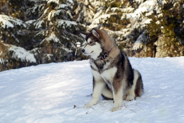 a grown Siberian husky puppy sits on the snow in the background of a blurred forest landscape