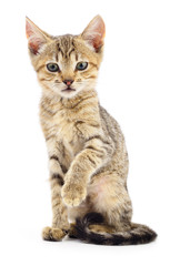 Kitten on white background.